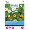 3 stuks - Buzzy - Flowering climbers thunbergia mixed