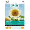 Buzzy - Sunny Flowers, Zonnebloem White Sun of Day