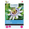 3 stuks - Buzzy - Flowering climbers passiflora caerulea