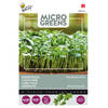 5 stuks - Buzzy - Microgreens Boerenkool