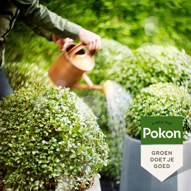 Pokon Buxus & Ilex Mest - 1kg