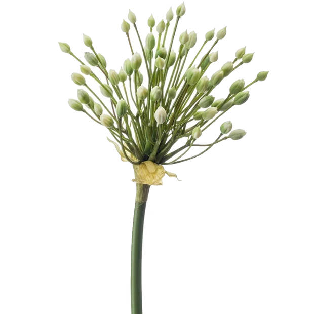 Emerald Allium/Sierui kunstbloem - losse steel - creme - 70 cm - Natuurlijke uitstraling - Kunstbloemen