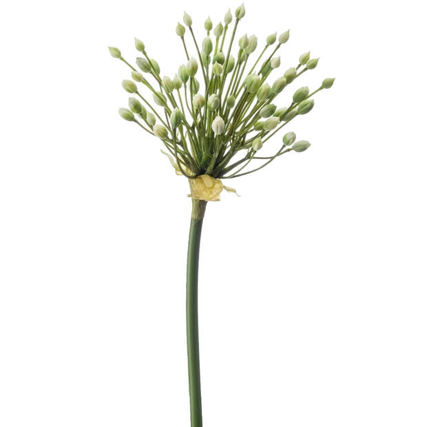 Emerald Allium/Sierui kunstbloem - losse steel - creme - 70 cm - Natuurlijke uitstraling - Kunstbloemen