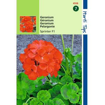 2 stuks - Hortitops - Pelargonium F1 Sprinter Oranje Rood