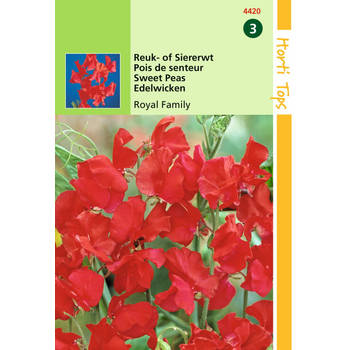 2 stuks - Hortitops - Lathyrus Odor. Royal Family Rood