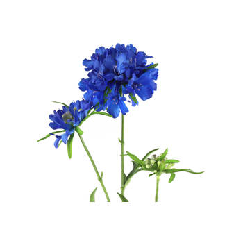 Countryfield - Scabiosa blauw