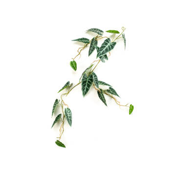 Emerald - Alocasia vine 110 cm kunstplant