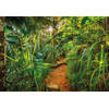 Fotobehang - Jungle Trail 368x254cm - Papierbehang