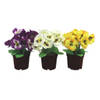 Viool in pot - Kunstplant - 3 stuks assorti - 19 cm