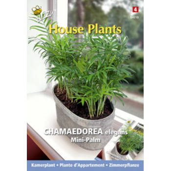 3 stuks - Buzzy - House plants chamaedorea minipalm