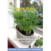 3 stuks - Buzzy - House plants chamaedorea minipalm