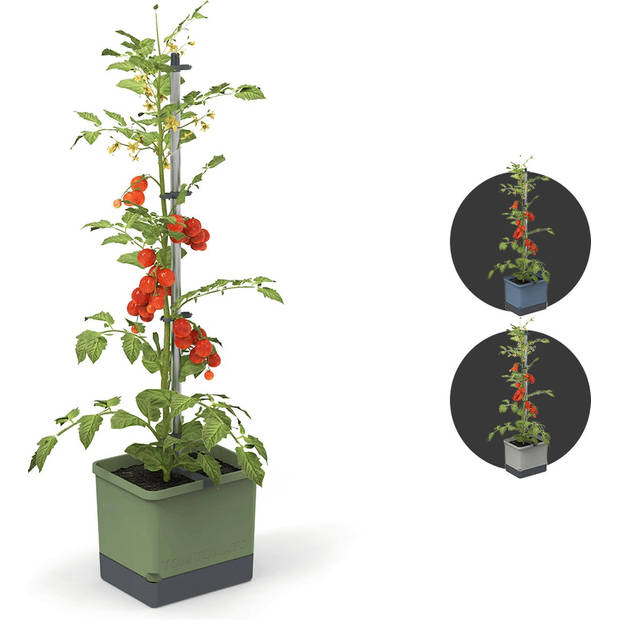 Gusta Garden Tom Tomato kweekset, Groen