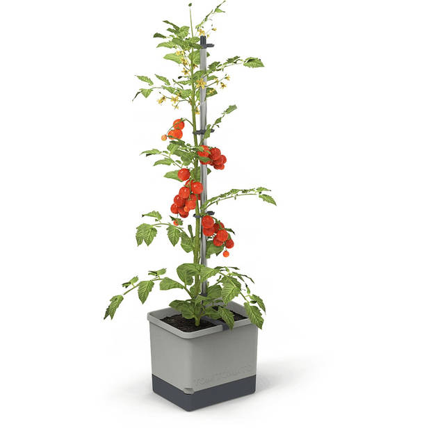 Gusta Garden Tom Tomato kweekset, Blauw