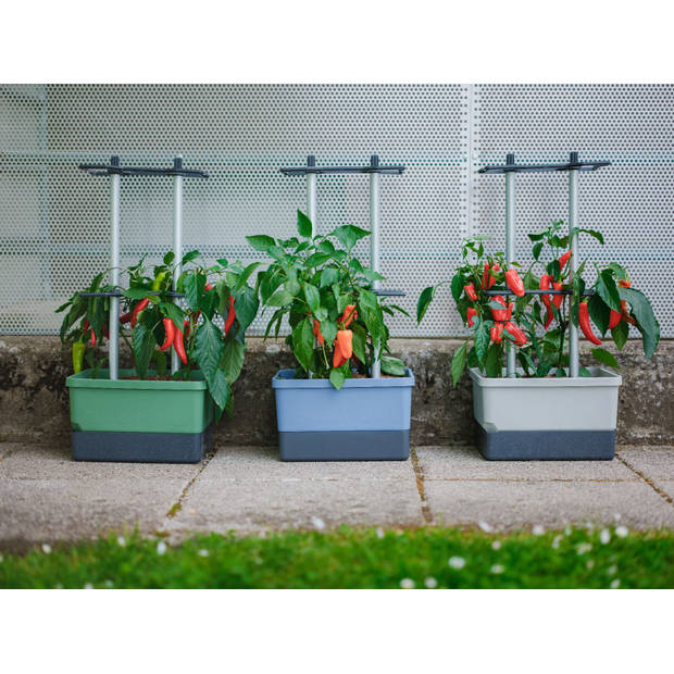 Gusta Garden Charly Chili kweekpot, Blauw