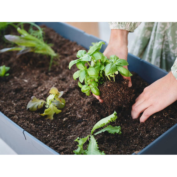 Gusta Garden Sammy Salad kweekbak met watertank en deksel, Antraciet