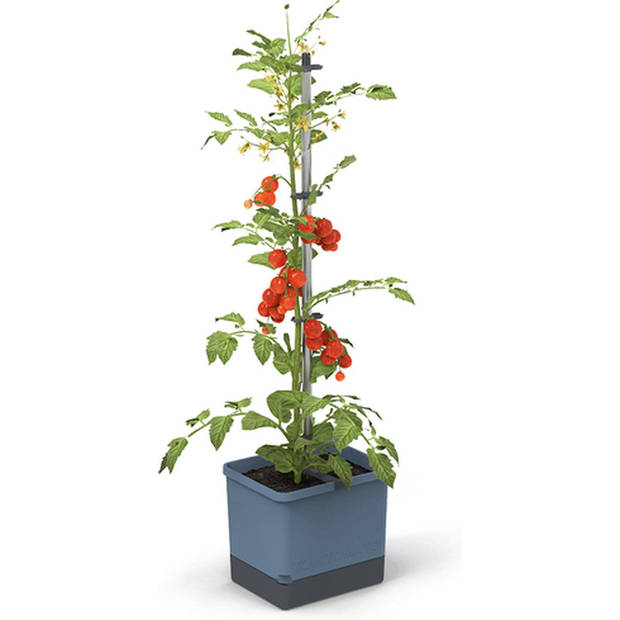 Gusta Garden Tom Tomato kweekset, Blauw