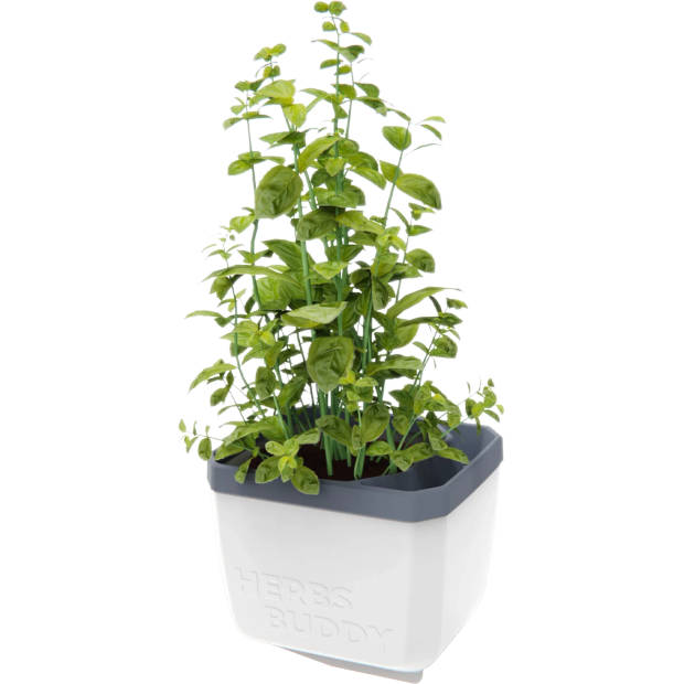 GUSTA GARDEN Herbs Buddy zelfbewateringskruidenpot ideaal voor o.a. basilicum Wit