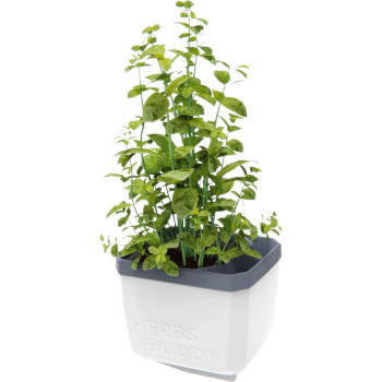 GUSTA GARDEN Herbs Buddy zelfbewateringskruidenpot ideaal voor o.a. basilicum Wit