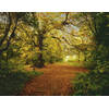 Fotobehang - Autumn Forest 388x270cm - Papierbehang