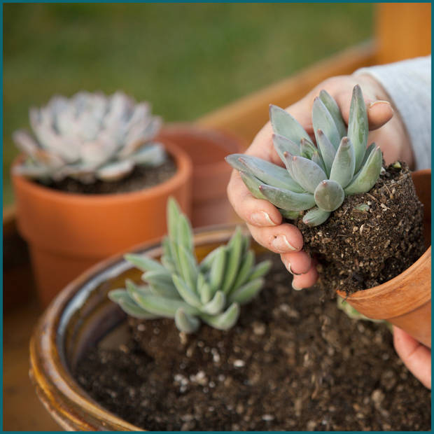 HIXA Oppottafel - met Tuinhandschoenen en Tuingereedschap - Plantentafel - Tuinwerkbank