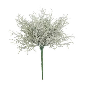 Nova Nature - Santolina lvs plant grey 25cm
