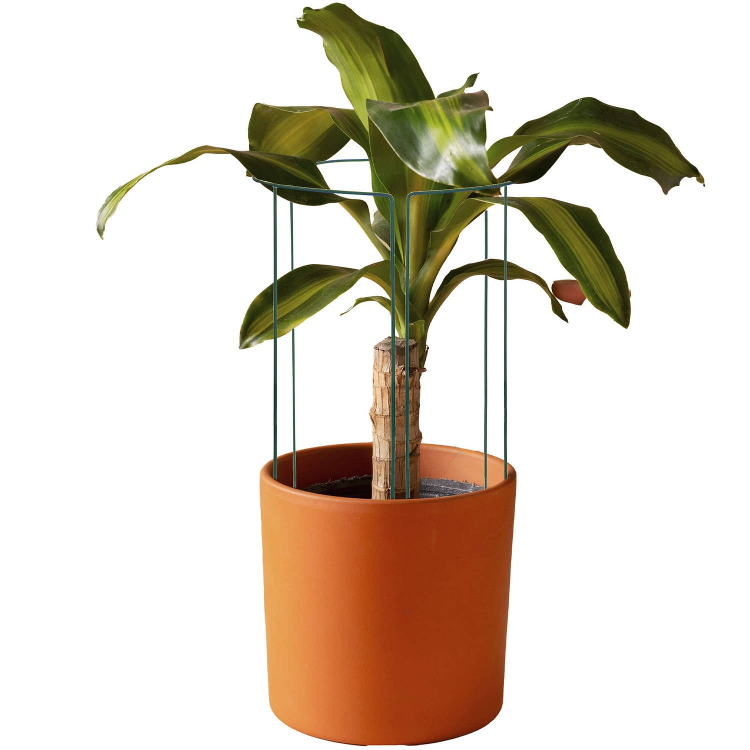 Springos Plantensteun - Metaal - Bloemen - Groen - Set Van 3 - 100 Cm