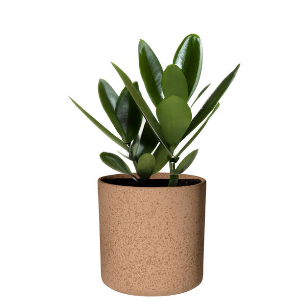 Hakbijl Plantenpot/bloempot Cindy - 2x - bruin - keramiek - cilinder - D15 x H15 cm - Plantenpotten