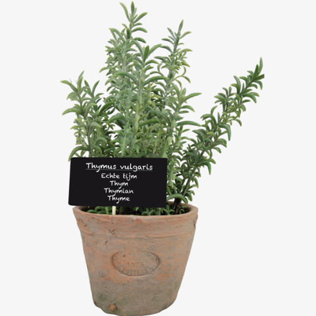 Esschert Design Kunstplant/kruiden tijm - in oude terracotta pot - 21 cm - kruiden - Kunstplanten