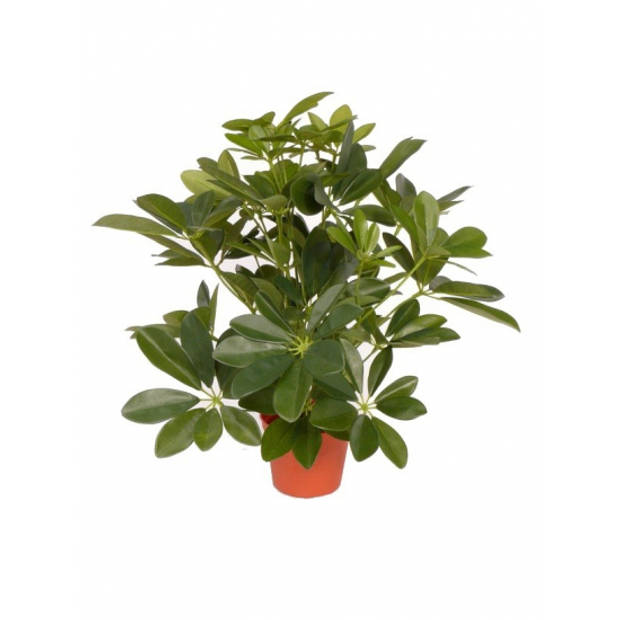 2x Schefflera kunstplant 55 cm - Kunstplanten