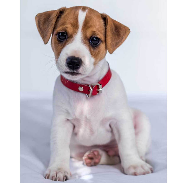 Animal Pictures Fleece deken Jack Russell Terrier - 120 x 150 cm - Wit