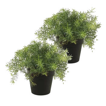 Kunstplant Asparagus - 2x - groen - in zwarte pot - 25 cm - Kunstplanten