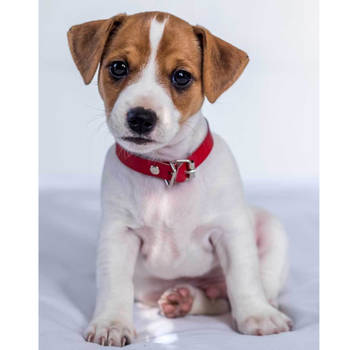 Animal Pictures Fleeceplaid, Jack Russell Terrier - 120 x 150 cm - Polyester