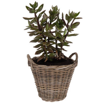 Pro Garden Planten/bloemen mand Cuba - rotan - lichtbruin - D38 x H36 cm - plantenpot voor buiten - Plantenpotten