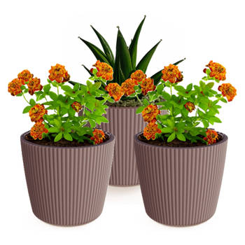 Prosperplast Plantenpot/bloempot Buckingham - 3x - kunststof - terra bruin - D14 x H13 cm - Plantenpotten