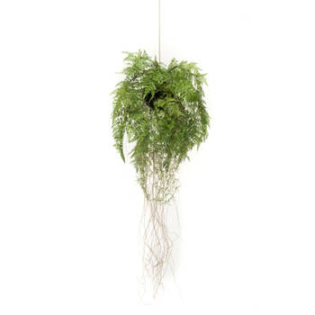 Emerald Kunstvaren hangend met wortels 35 cm