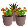 Prosperplast Plantenpot/bloempot Buckingham - 3x - kunststof - terra bruin - D14 x H13 cm - Plantenpotten