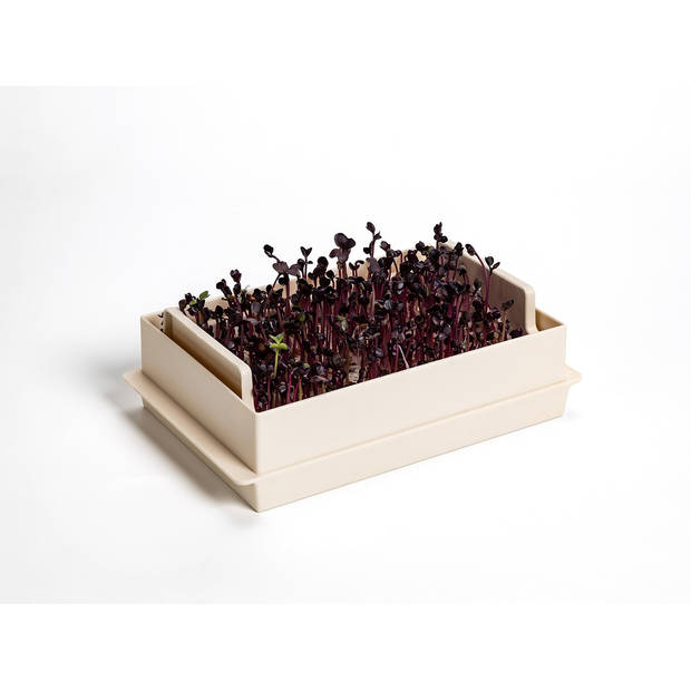 Microgreens-kiemgroente kweekbak economy Ivory