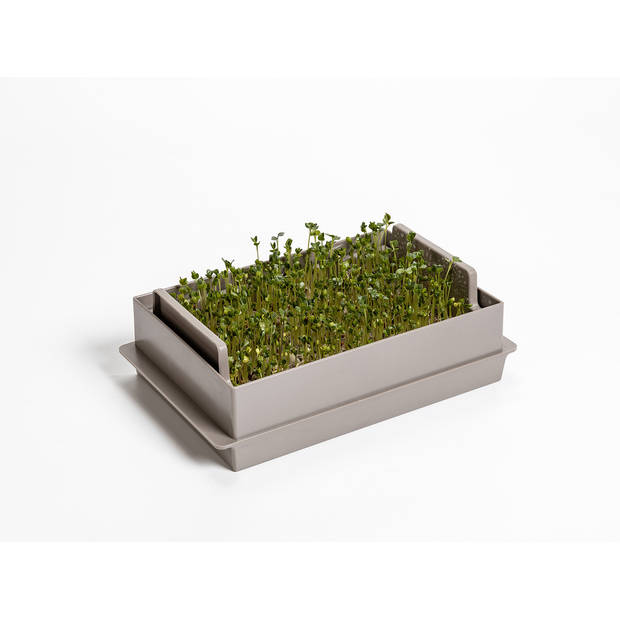 Microgreens-kiemgroente kweekbak economy Taupe