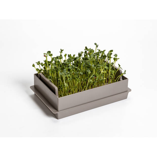 Microgreens-kiemgroente kweekbak economy Taupe