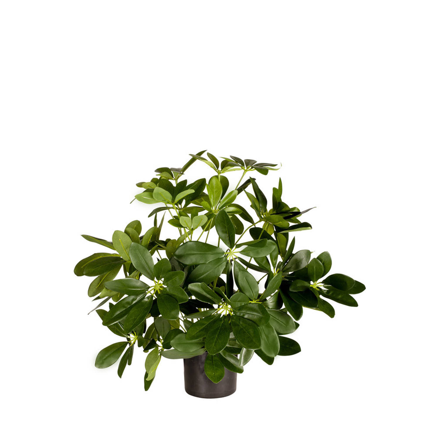 Kunstplant Baby Schefflera 45 cm