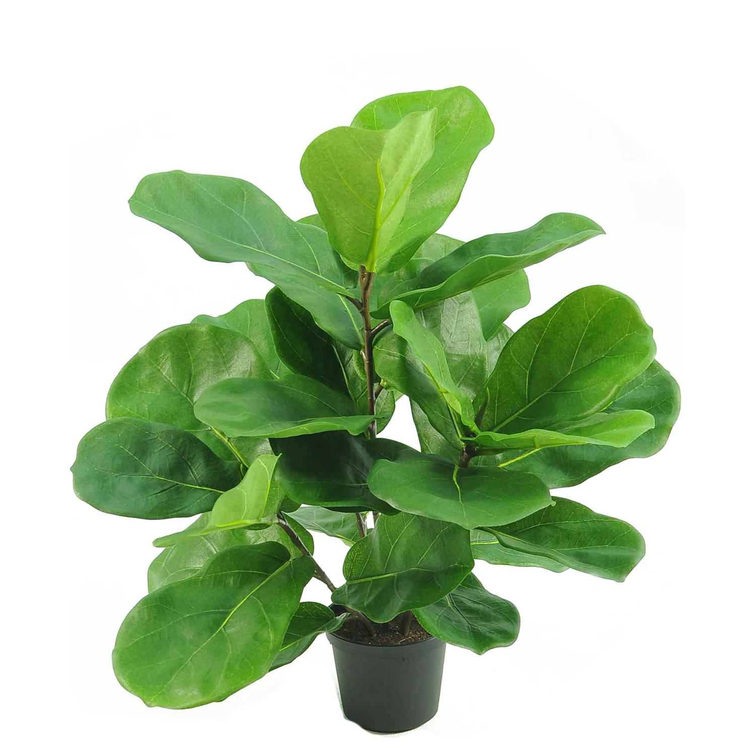 Hoyz Greenery - Kunstplant Tabaksplant Fiddle Leaf 45 cm