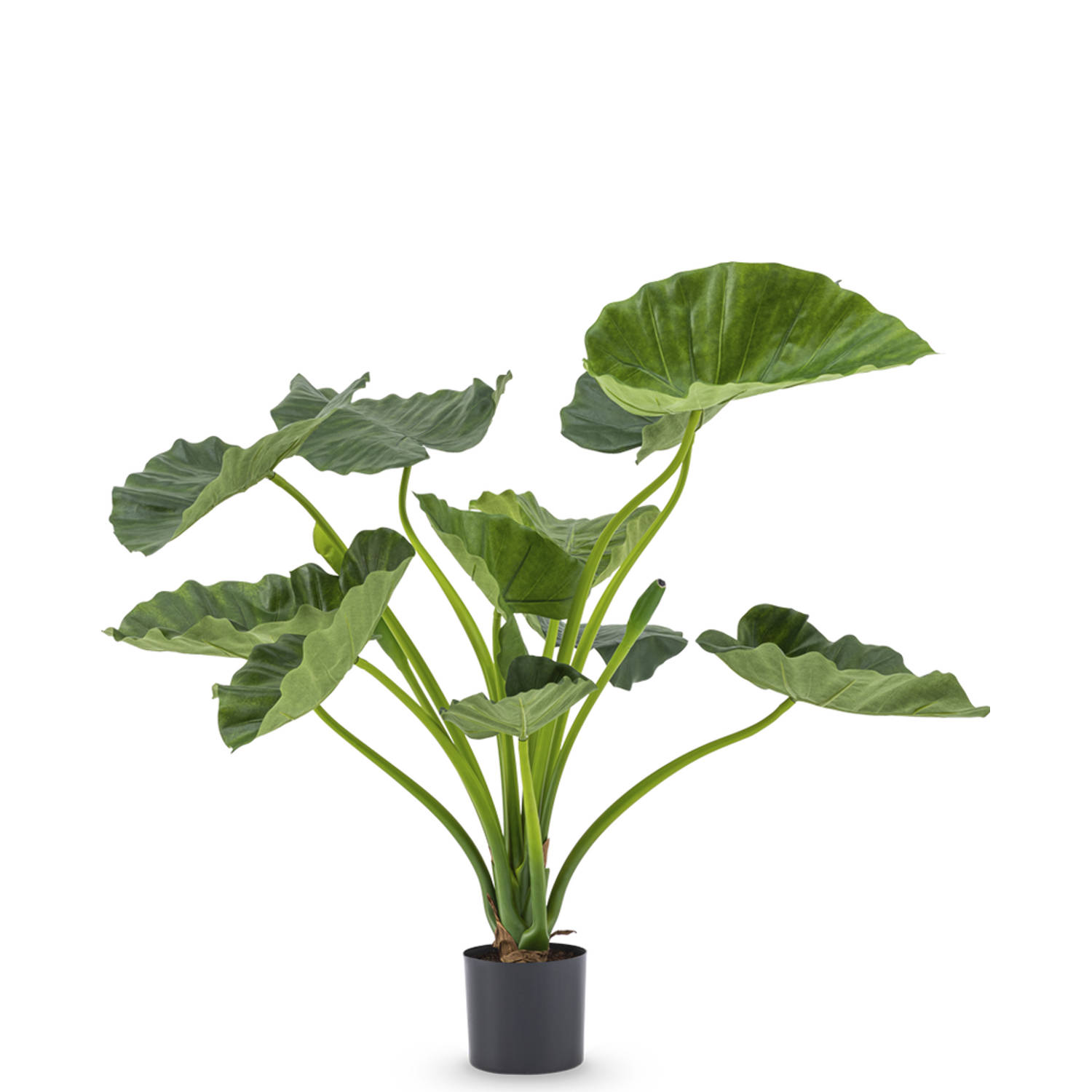 Hoyz Greenery - Kunstplant Alocasia Calioora 80 cm