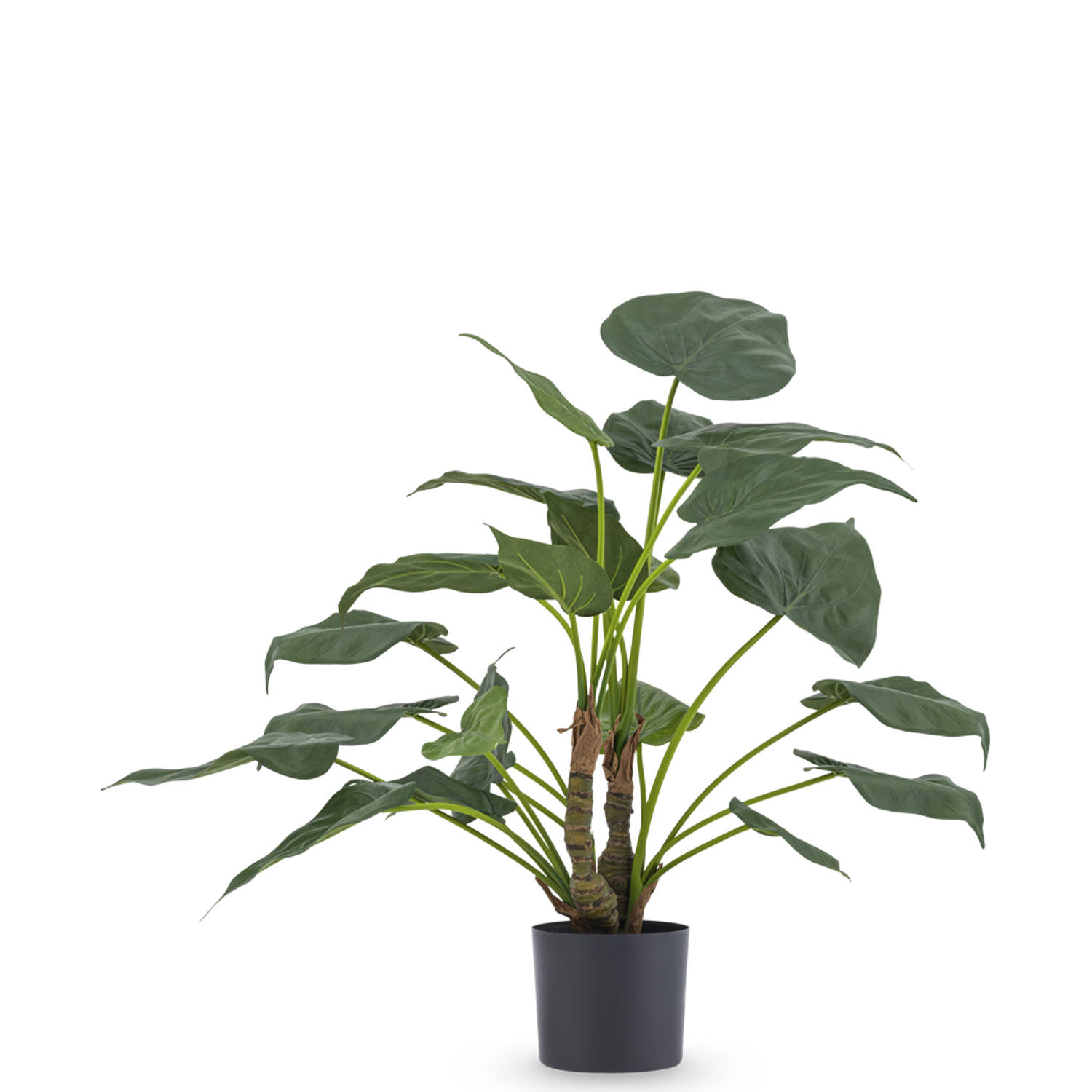 Hoyz Greenery - Kunstplant Alocasia Cucullata 53 cm