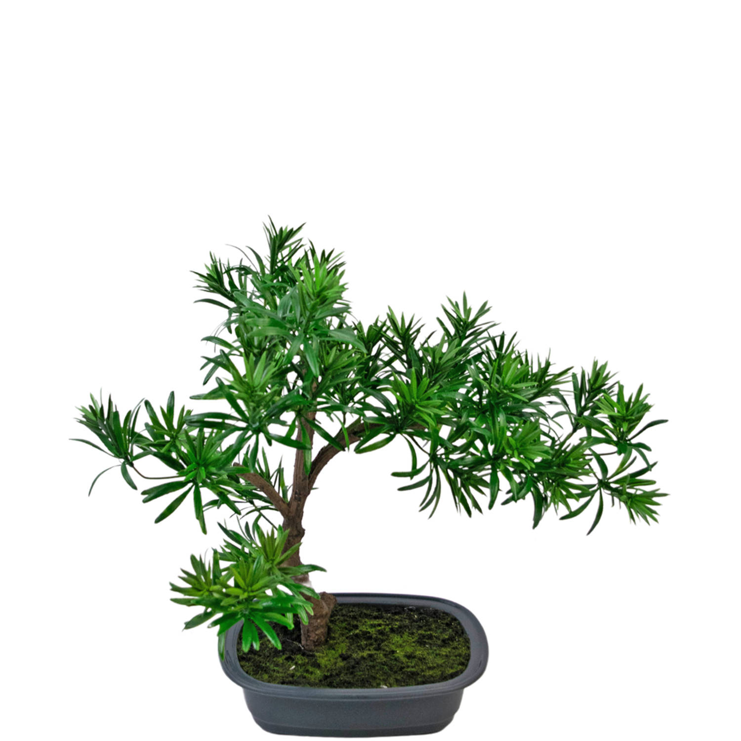 Kunstplant Bonsai Podocarpus 40 cm