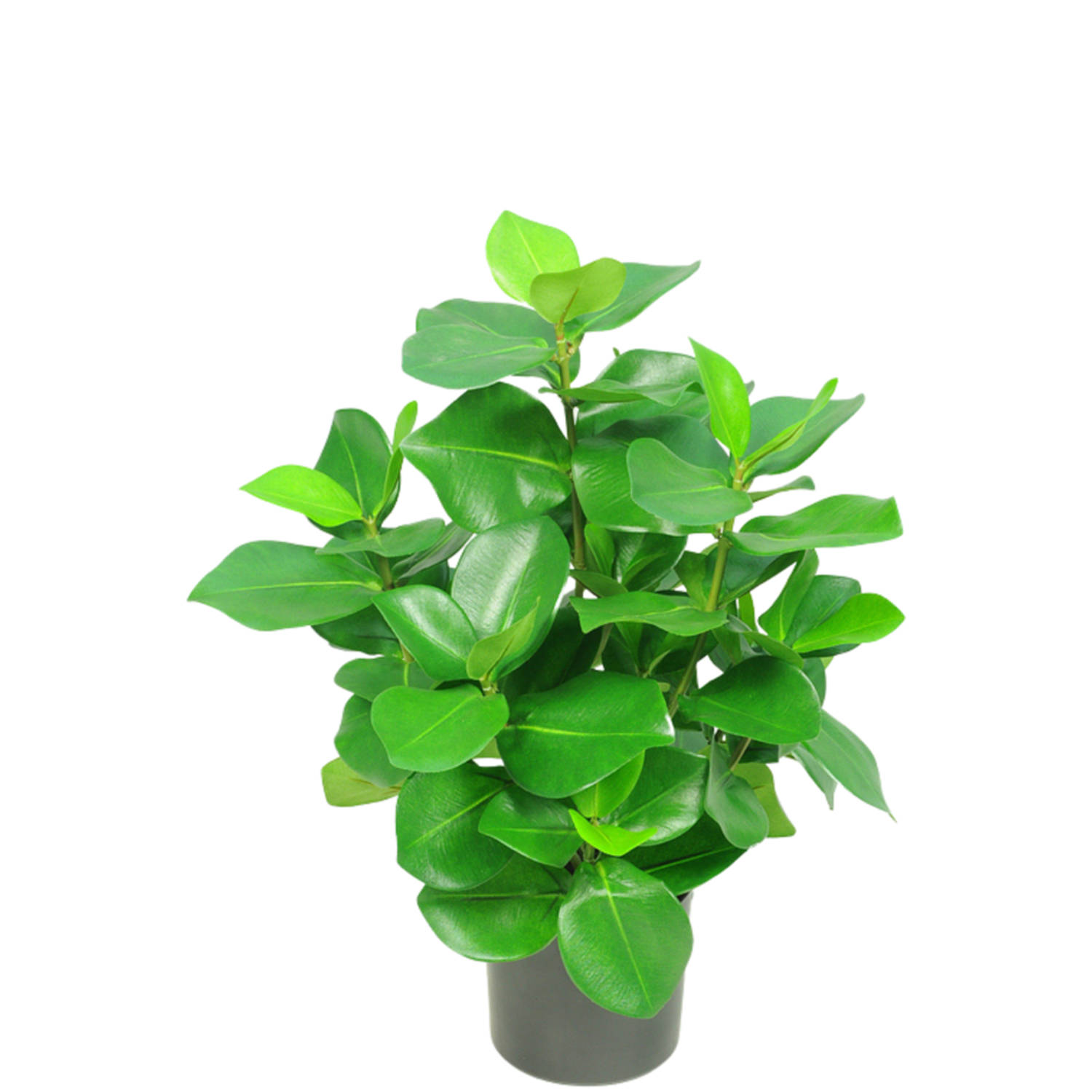 Kunstplant Clusia 45 cm