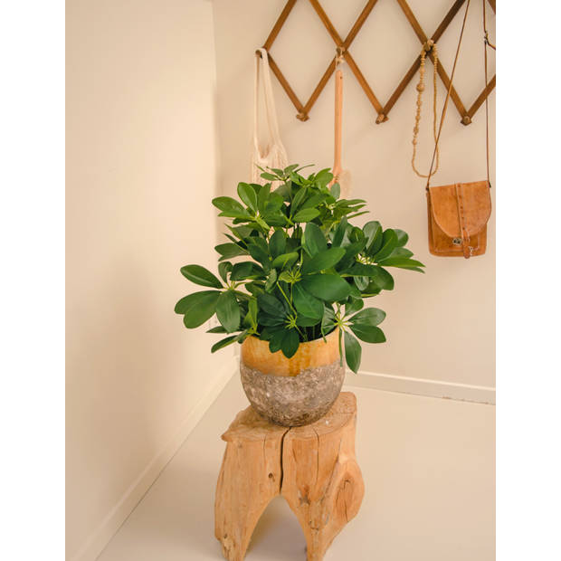 Hoyz Greenery - Kunstplant Baby Schefflera 45 cm