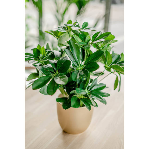 Hoyz Greenery - Kunstplant Baby Schefflera 45 cm