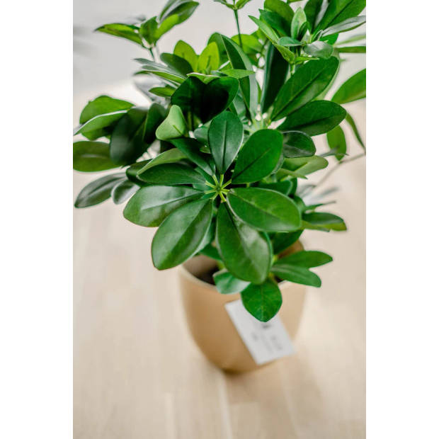 Hoyz Greenery - Kunstplant Baby Schefflera 45 cm