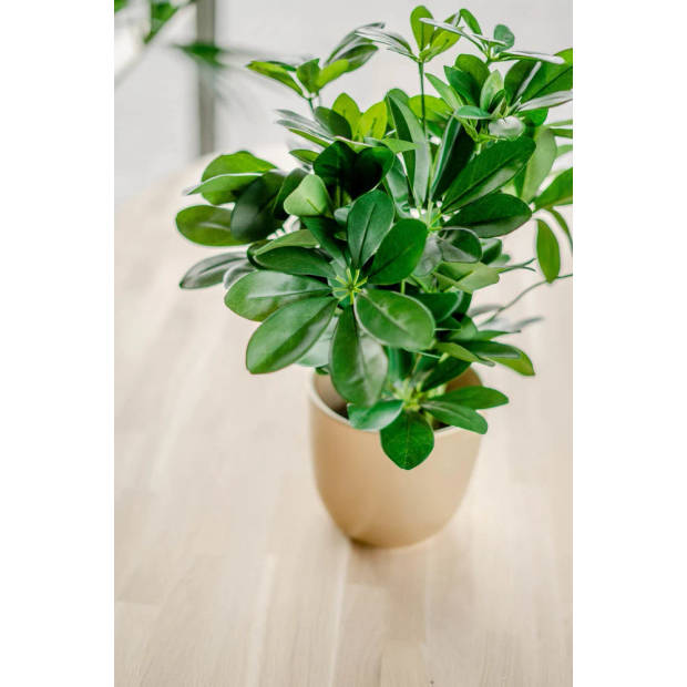 Hoyz Greenery - Kunstplant Baby Schefflera 45 cm