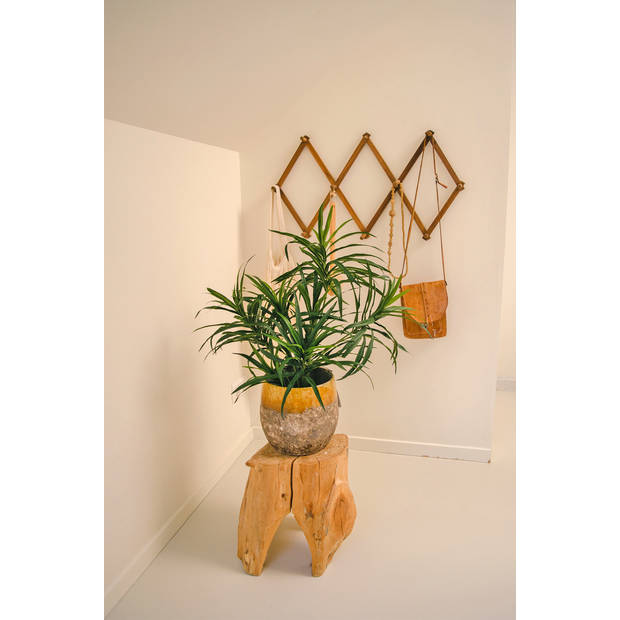 Hoyz Greenery - Kunstplant Dracaena Reflexa in pot 63 cm